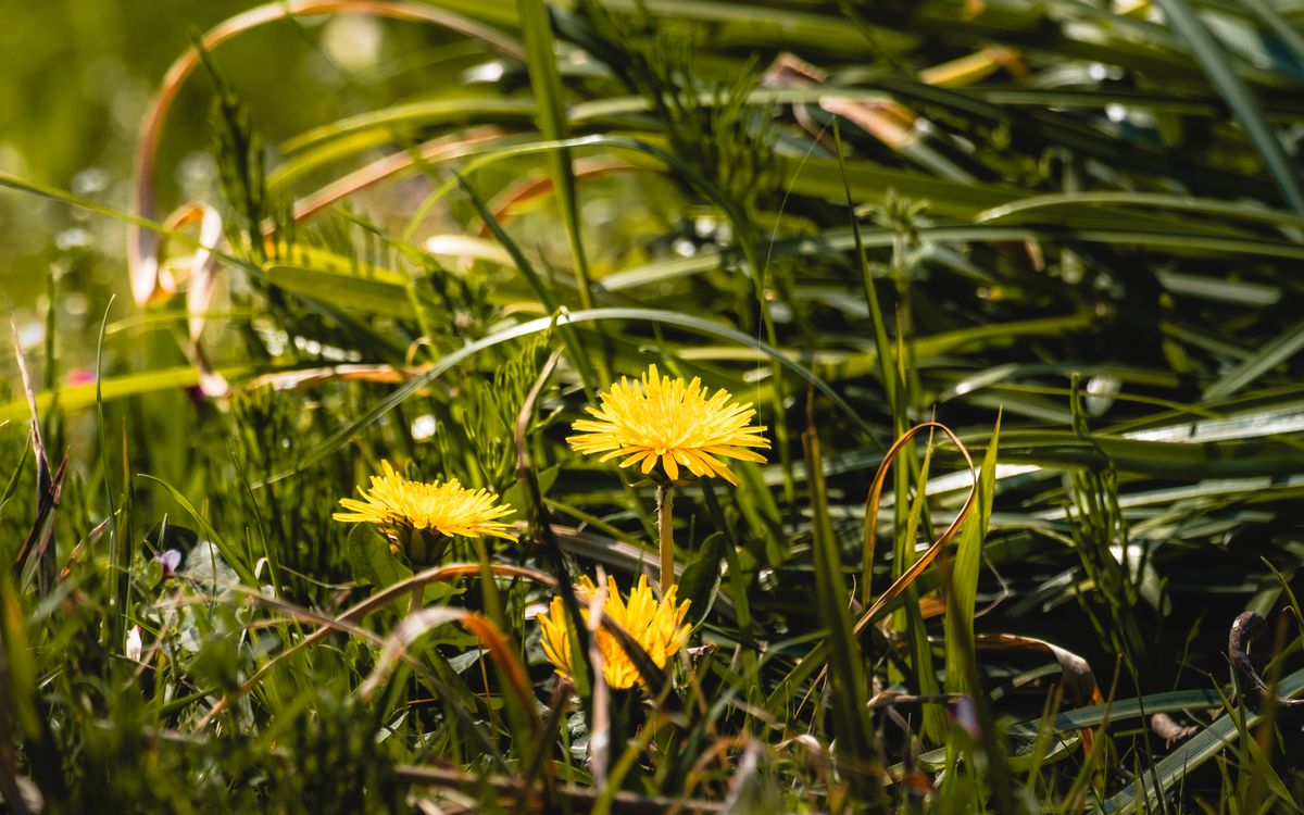 Dientes de león amarillos creciendo entre la grama de un jardín