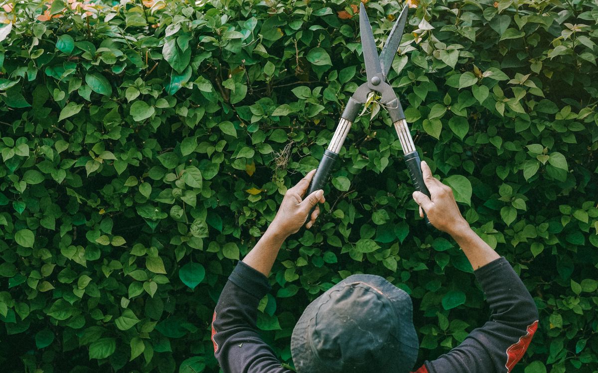 Jardinero podando un seto verde con tijeras de poda